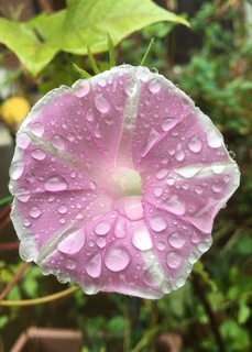 9E14FFF1-AD26-4769-8A22-771F6AE02BA3.jpeg